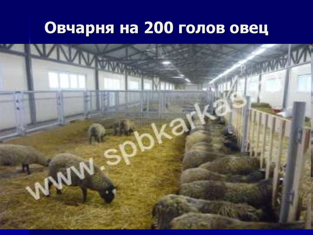 Овчарня на 200 голов овец
