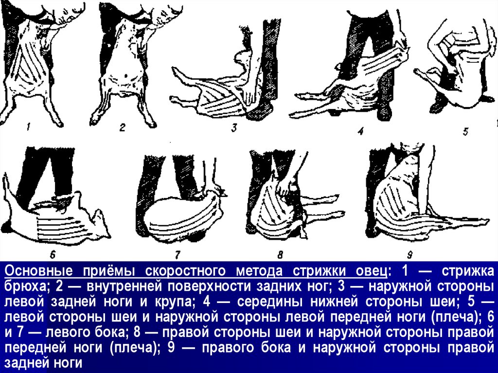 Технология стрижки овец презентация