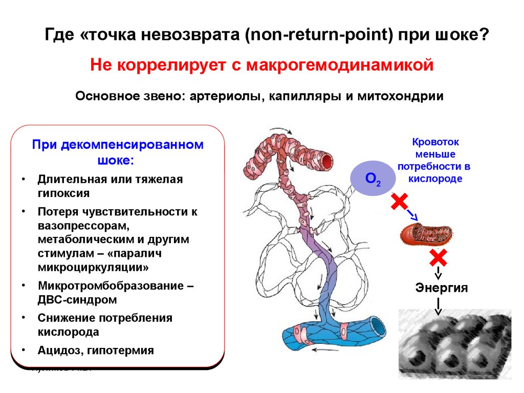 Гемодинамика шока