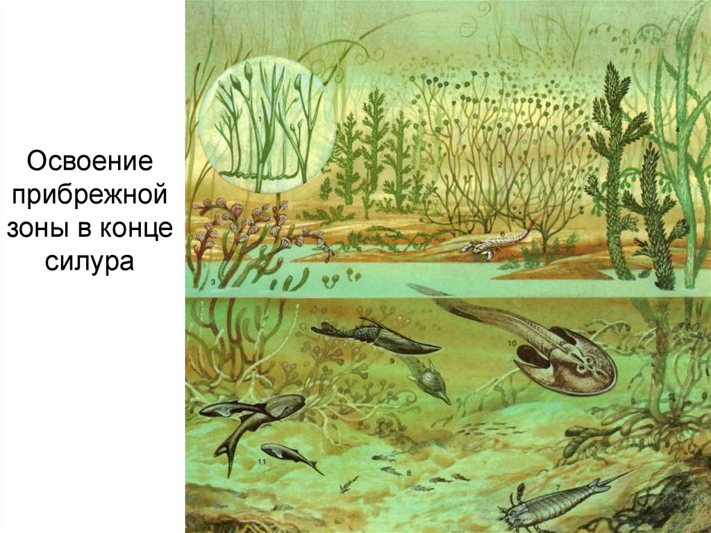 Рисунок первые растения на суше