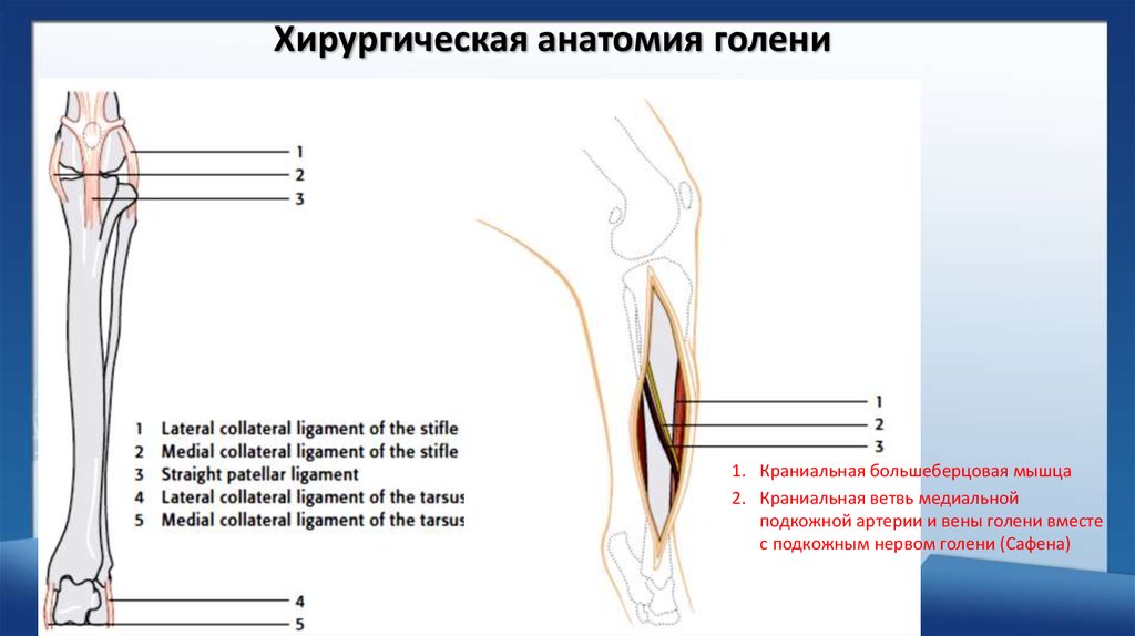 Голень анатомия