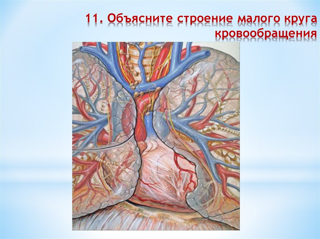 Объяснить строение. Топография сердца презентация. Сердце топография заставка. Объяснение анатомии бета. Объяснение анатомии на настоящем сердце.