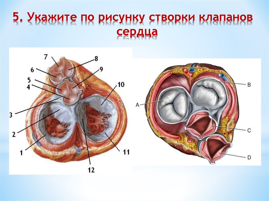 Рисунок клапаны сердца анатомия