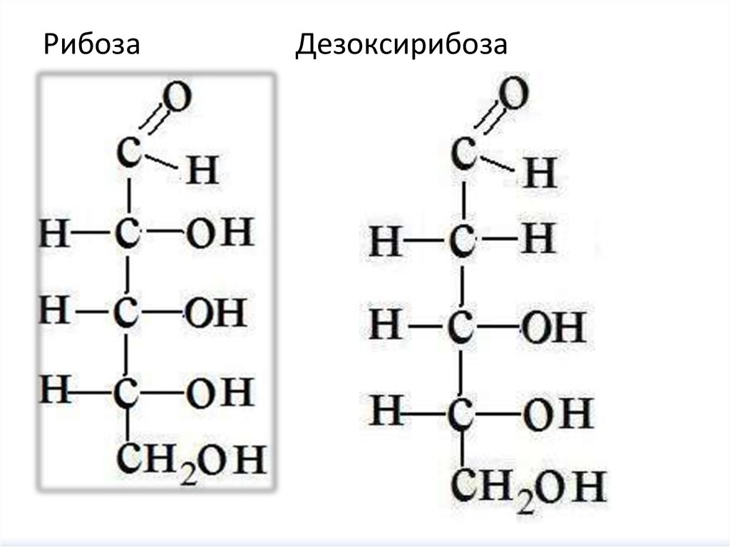 Рибоза структурная. Рибоза и дезоксирибоза формулы. Дезоксирибоза структурная формула. Д-дезоксирибоза формула структурная. 2-Дезоксирибоза структурная формула.