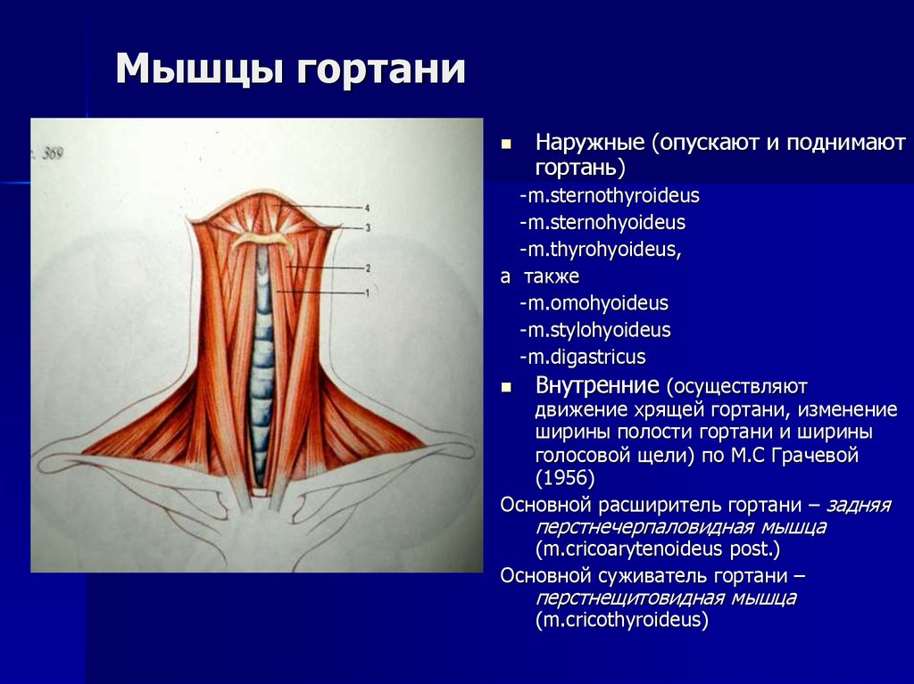 Дал в гортань. Наружные мышцы гортани анатомия. Перстнещитовидная мышца гортани. Черпалонадгортанная мышца гортани.