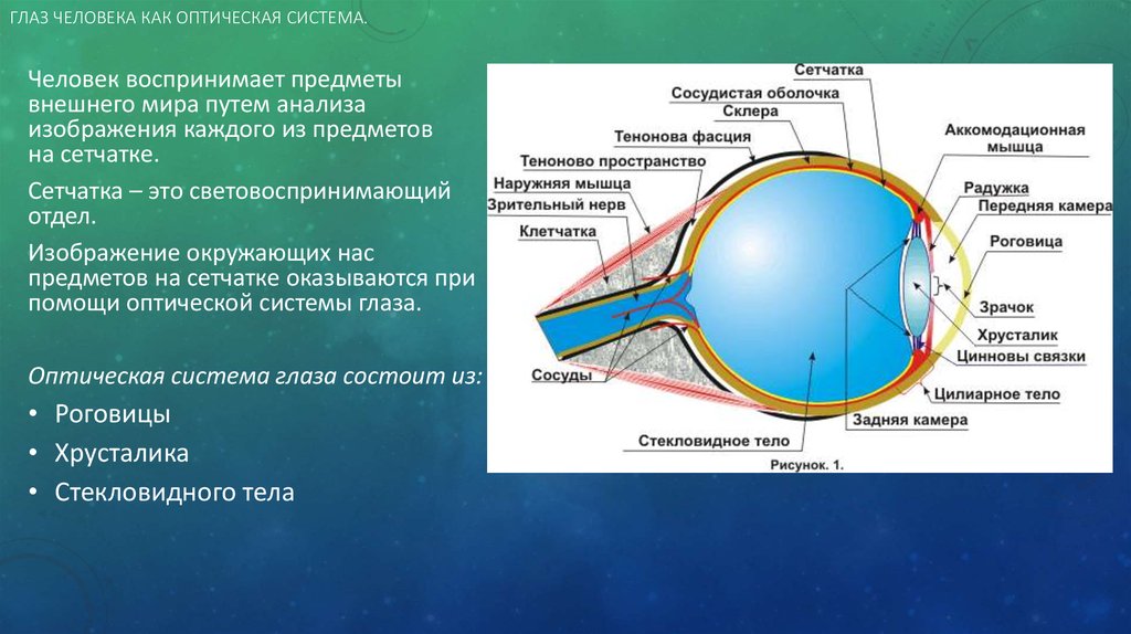 Оптическая структура. Оптическая система глаза хрусталик. Строение глаза человека как оптической системы. Оптическая система глаза строение глаза физика. Строение человеческого глаза как оптической системы.