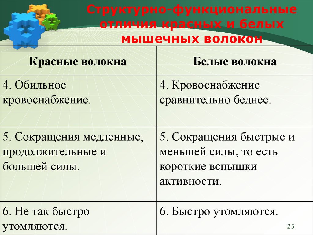 Функциональные отличия. Красные и белые волокна мышц. Красные волокна мышц и белые отличия. Различие красных и белых мышечных волокон. Белые и красные мышечные волокна за что отвечают.