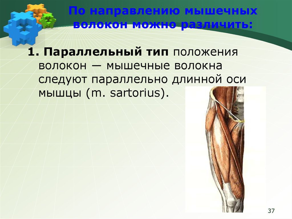 Противоположные мышцы. Мышцы по направлению волокон. Типы мышц по направлению волокон. Расположение мышечных волокон. Параллельноволокнисиая мышца.