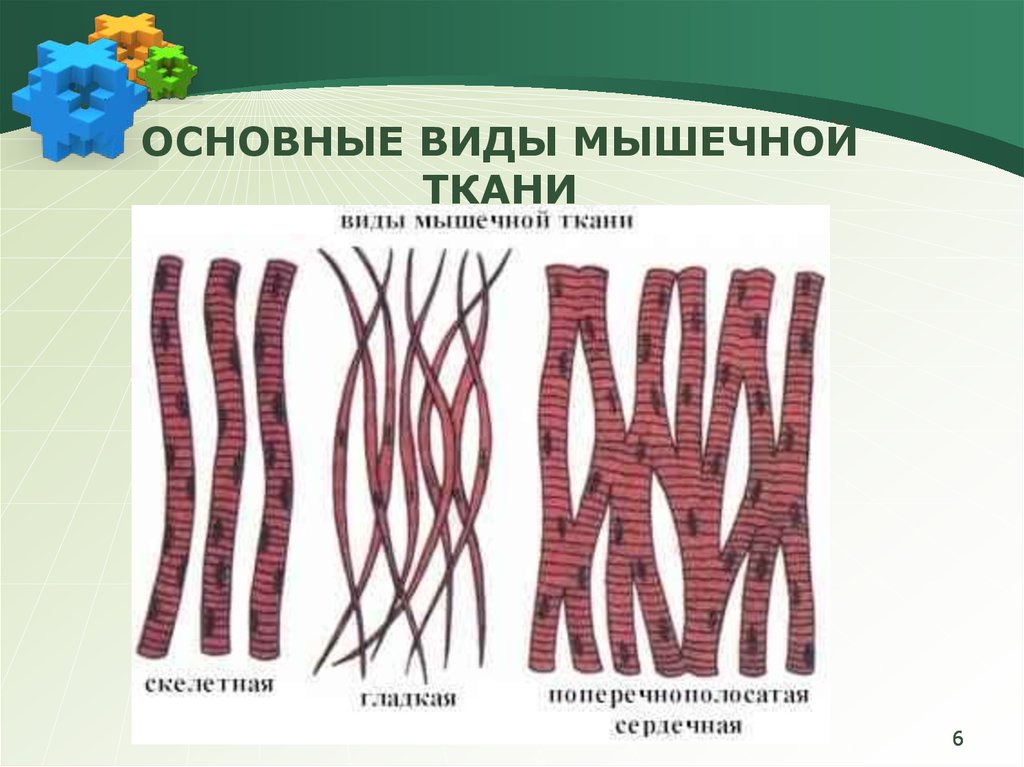 Виды мышечной ткани. Типы мышечной ткани. Три вида мышечной ткани. Виды мышечной ткани гладкая поперечнополосатая. Основные виды мышечной ткани.