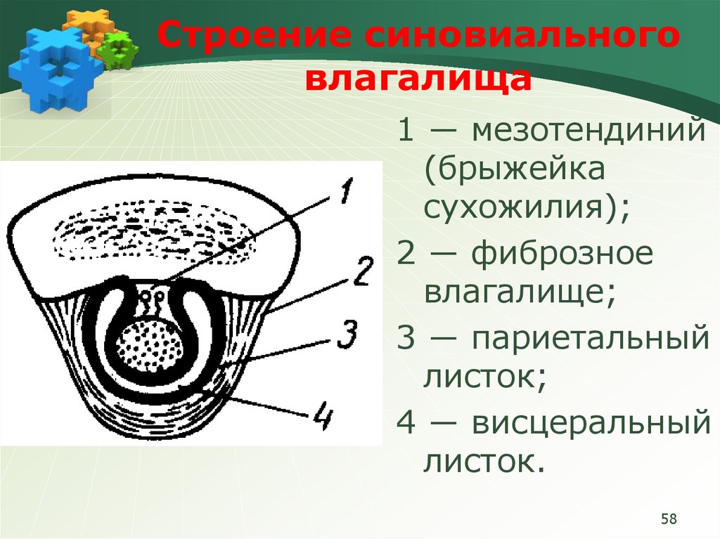 Строение 1 2. Схема синовиального влагалища сухожилия мышцы. Поперечный срез синовиального влагалища. Строение синовиального влагалища. Строение сухожильного влагалища.