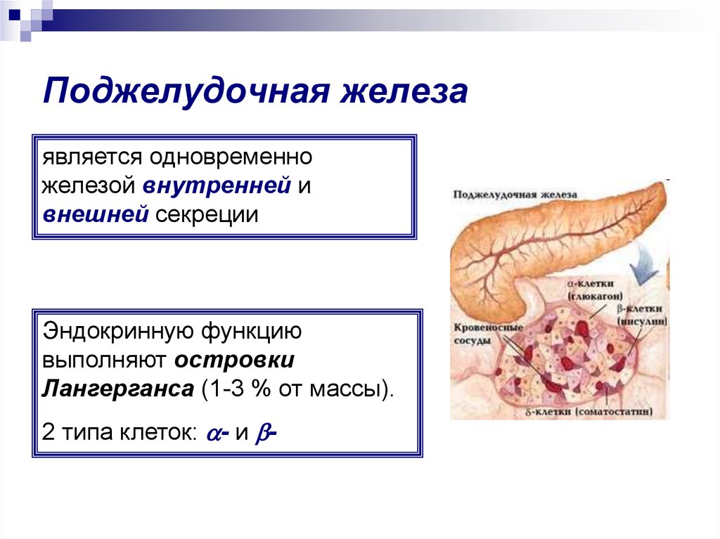 Соматотропин поджелудочной железы. Поджелудочная железа Тип секреции. Внешняя секреторная функция поджелудочной железы. Внутренняя секреторная функция поджелудочной железы.. Внешняя и внутренняя секреция поджелудочной железы.