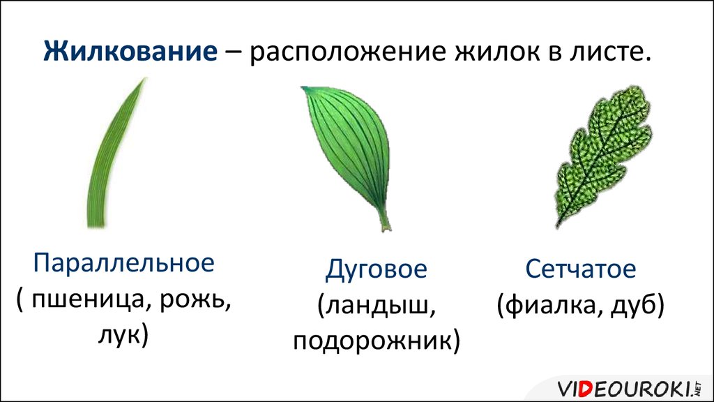 Пшеница простой или сложный. Жилкование листьев сетчатое параллельное дуговое. Жилкование листьев пшеницы. Параллельное жилкование листа примеры. Растения с параллельным жилкованием листьев.
