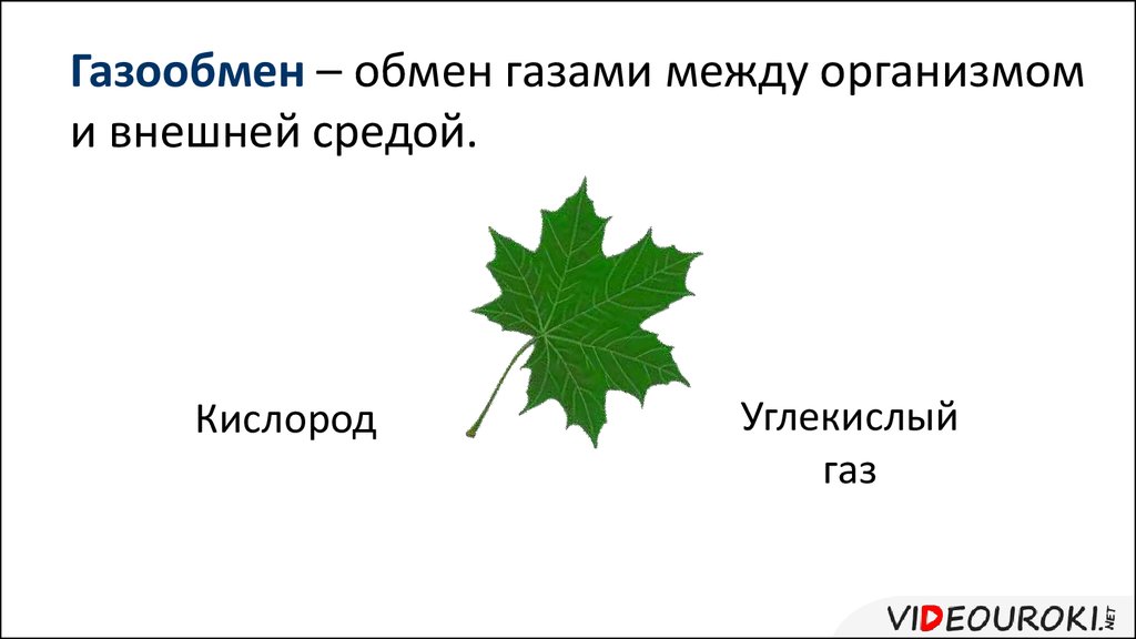 Измерение листьев. Газообмен листьев. Строение листа для газообмена. Газообмен между внешней средой и организмом. Структура листа для газообмена.