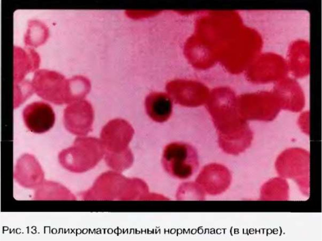 Цитоплазма эритробластов