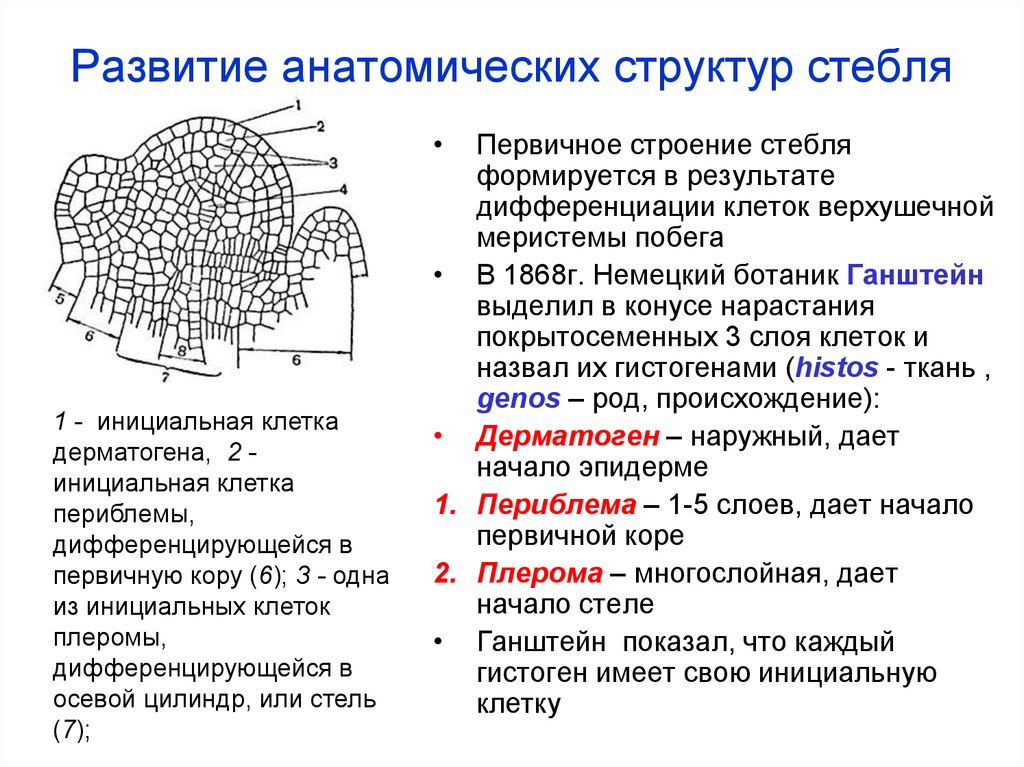 Развитие стебля. Развитие анатомических структур стебля. Дерматоген периблема Плерома. Плерома ботаника. Структурный состав стебля.