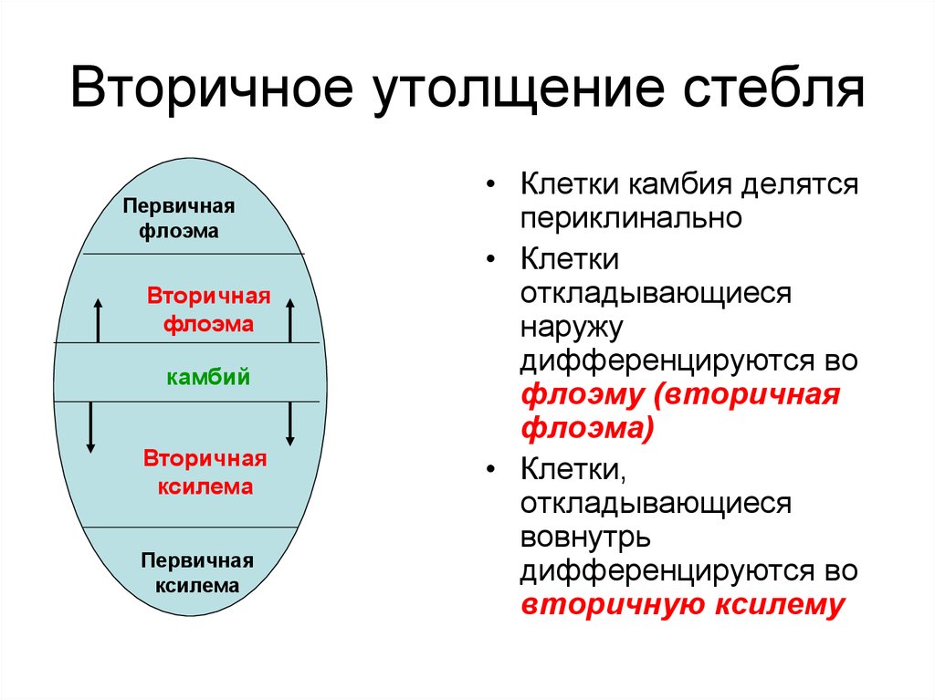 Первичная флоэма. Вторичное утолщение стебля. Вторичное утопление стебля. Первичное и вторичное утолщение. Вторичная флоэма.