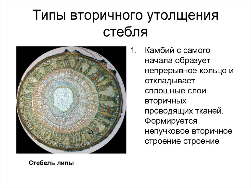 Вторично это. Типы вторичного утолщения стебля. Вторичное строение стебля. Типы вторичного строения стебля. Типы утолщения стебля.