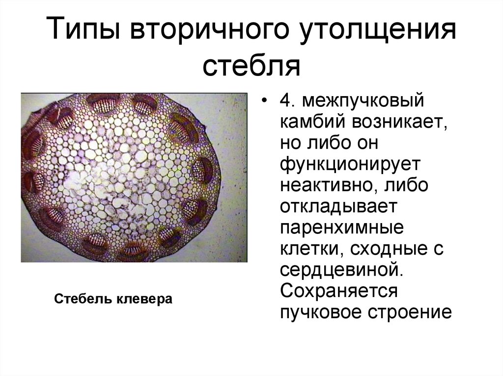 Утолщение стебля. Типы вторичного утолщения стебля. Пучковый Тип строения стебля клевера. Пучковое строение стебля клевера. Пучковый и межпучковый камбий.