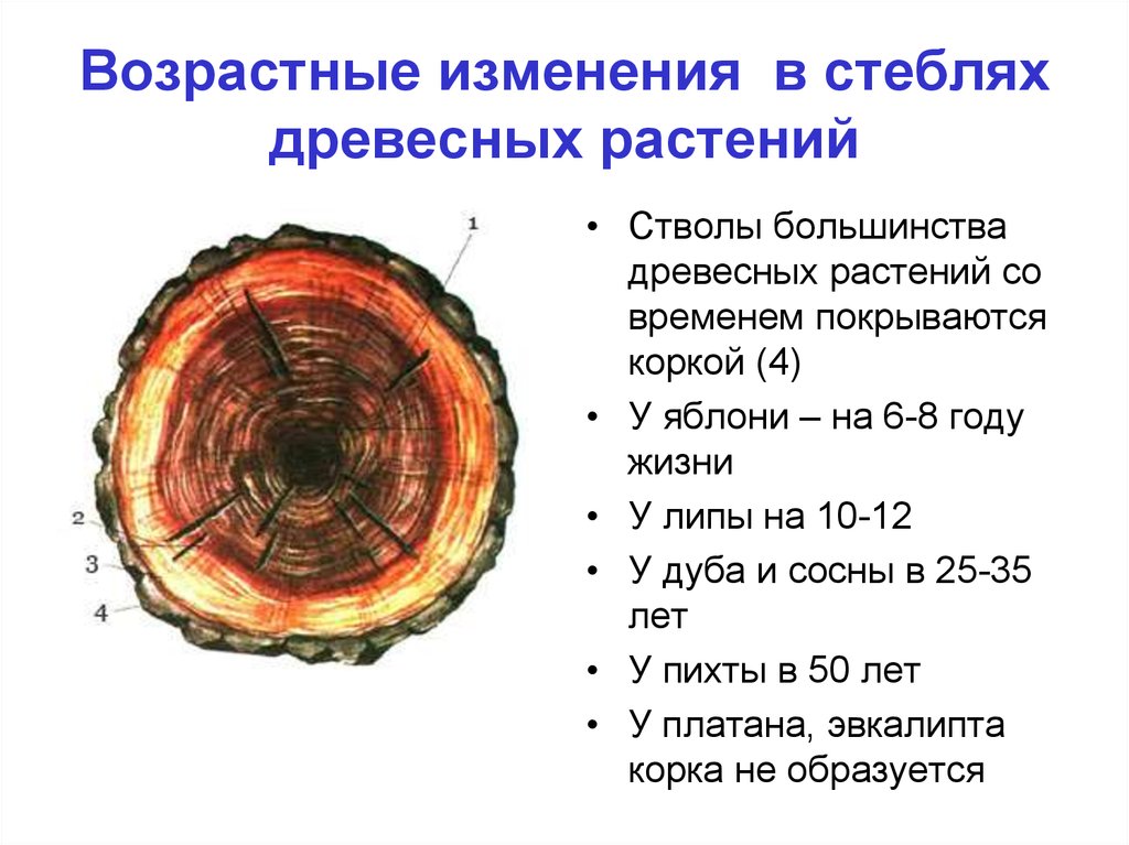 Какие функции в стебле выполняет древесина. Возрастные извинения древесины. Возрастные изменения древесины. Возрастные изменения в стеблях древесных растений. Древесина стебля.