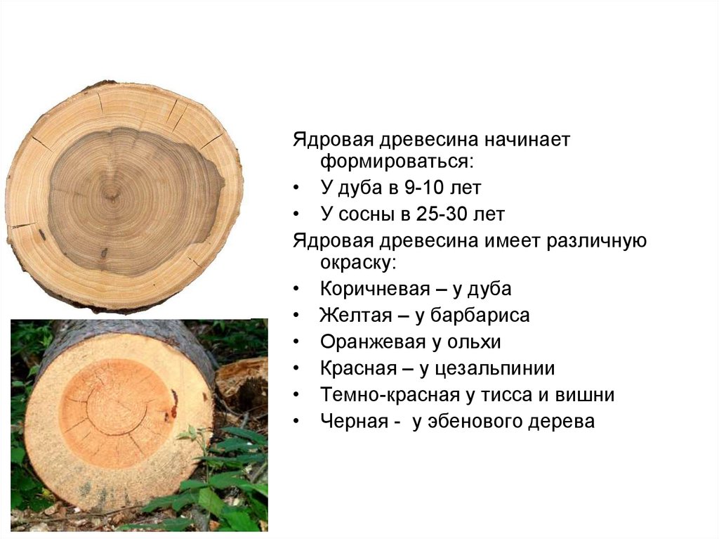 Древесина список. Ядровая древесина. Ядровые породы древесины. Дуб древесина ядровая. Ядровые древесные породы.