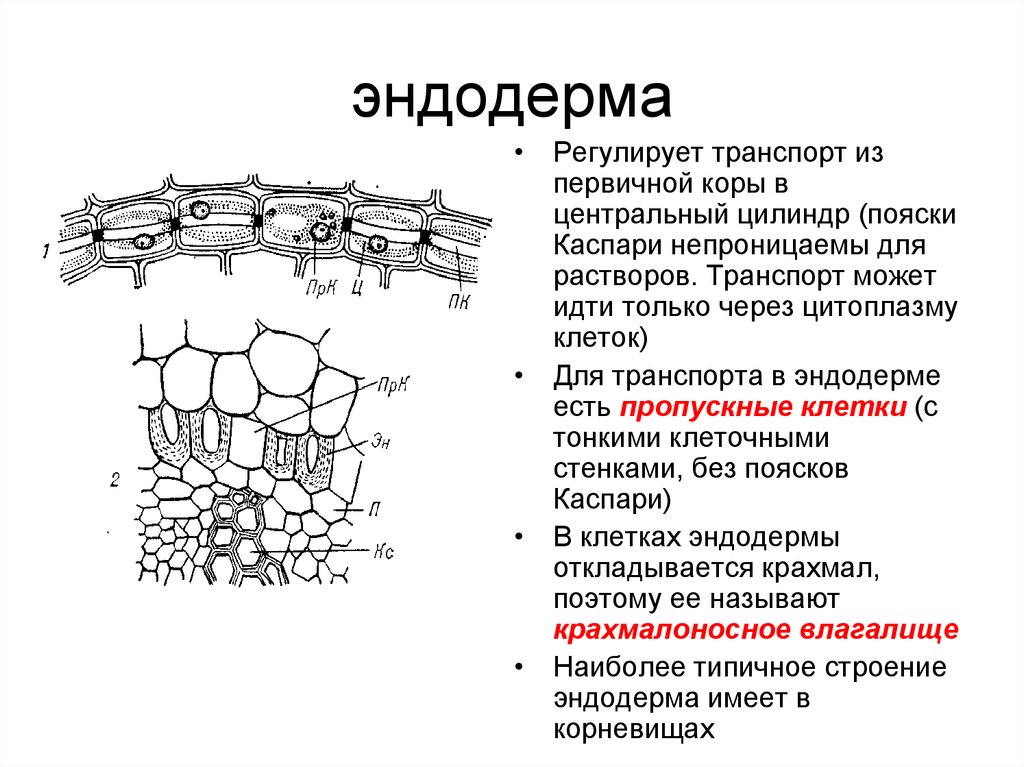 К образованию какой структуры приводит суберинизация. Пояски Каспари у растений. Пояски Каспари функции. Эндодерма строение и функции. Пропускные клетки эндодермы корня это.