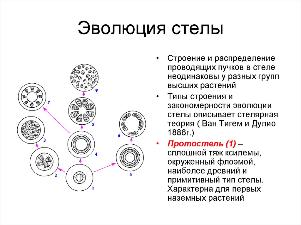 Типы стеллы. Основные типы стелы высших растений. Типы стел ботаника. Типы стел у растений. Эволюция стелы высших растений.