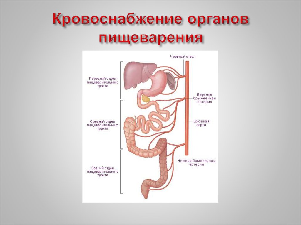 Кровоснабжение желудочно кишечного тракта. Кровообращение пищеварительной системы. Средний отдел пищеварительной системы.