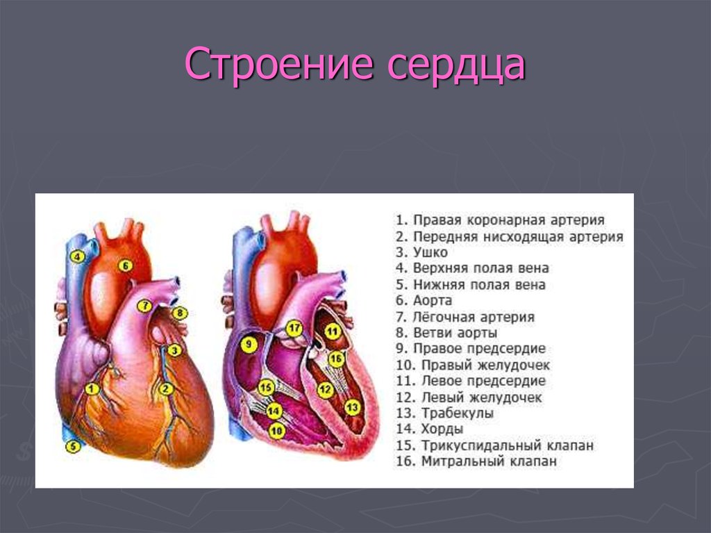 Строение сердца. Наружное строение сердца анатомия. Строение сердца животных. Внешнее строение сердца.