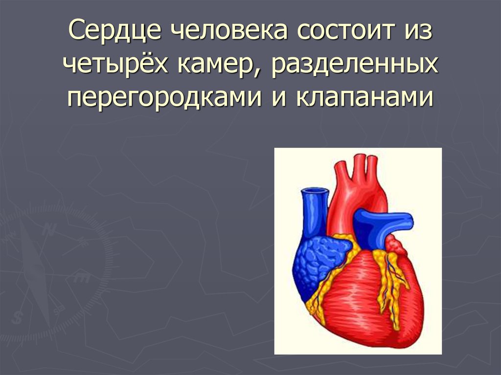 Сердце человека состоит из. Сердце состоит из. Сердце человека состоит из камер. Сердце человека состоит из 4 камер. Сердце человека мостгит из.