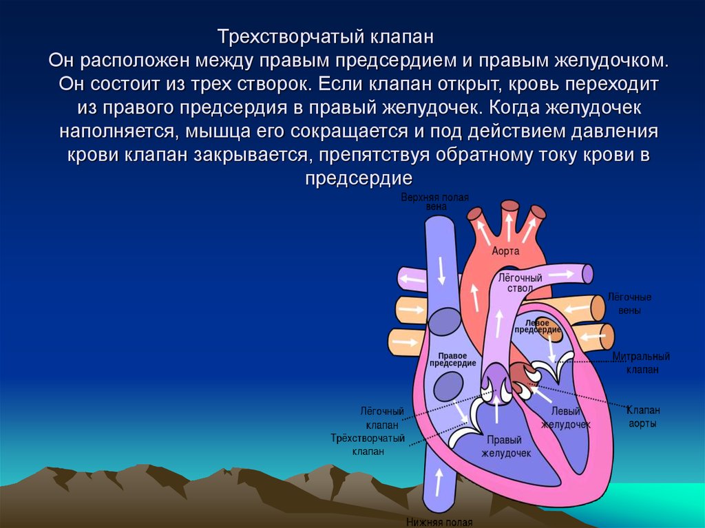 Какую функцию выполняют створчатые клапаны. ? Трехстворчатый клапан правый желудочек клапан. Клапан между правым предсердием и правым желудочком. Между правым предсердием и правым желудочком расположен клапан. Трикуспидальный клапан это трехстворчатый.