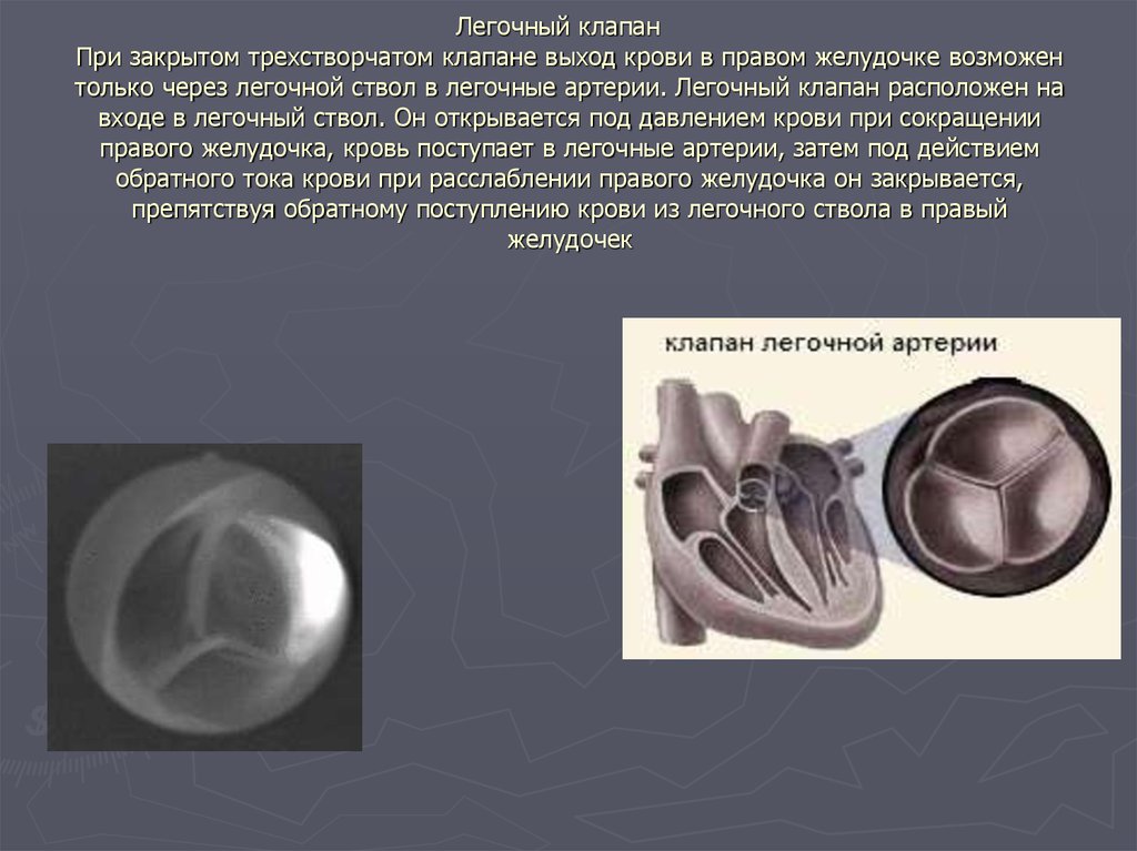 Трехстворчатый клапан. Клапан легочной артерии диаметр 20мм. Трикуспидальный клапан и легочный клапан. Что такое легочная трехстворчатый клапан. Пульмональный клапан сердца расположен.