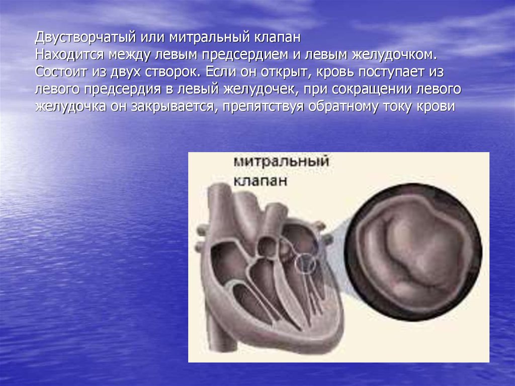 Между левым предсердием. Митральный клапан это двухстворчатый. Двустворчатый клапан и трехстворчатый клапан. Клапаны сердца трехстворчатый двухстворчатый митральный. Митральный (двухстворчатый) клапан располагается:.