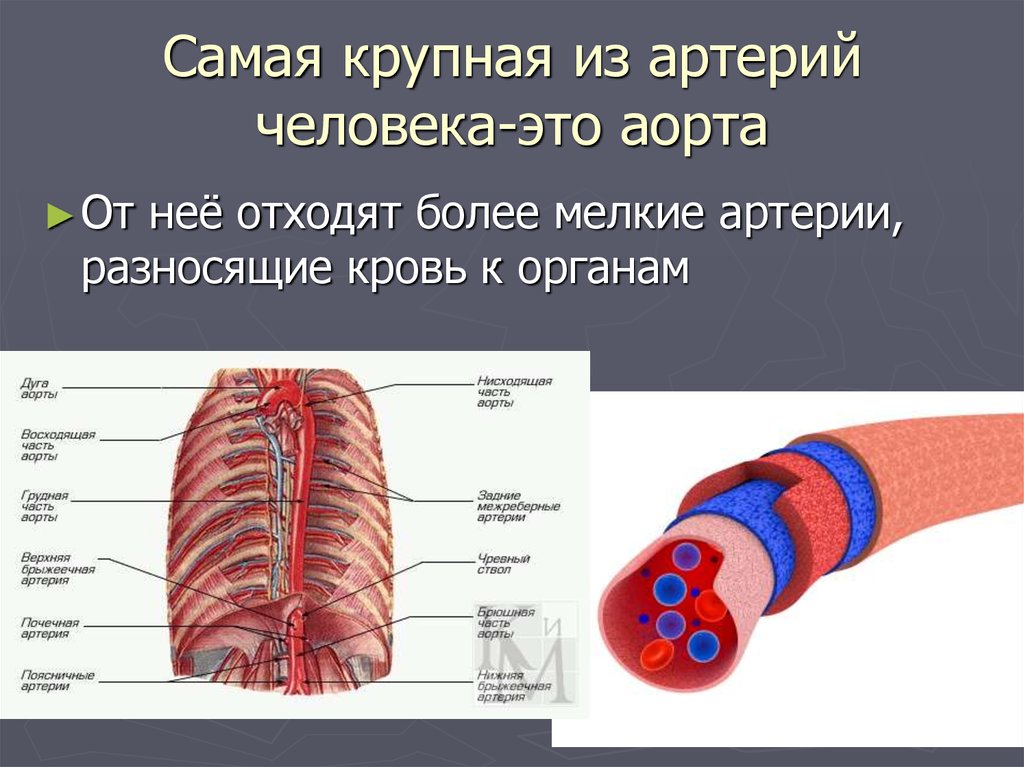 Большая сосуда человека. Самые крупные артерии человека.