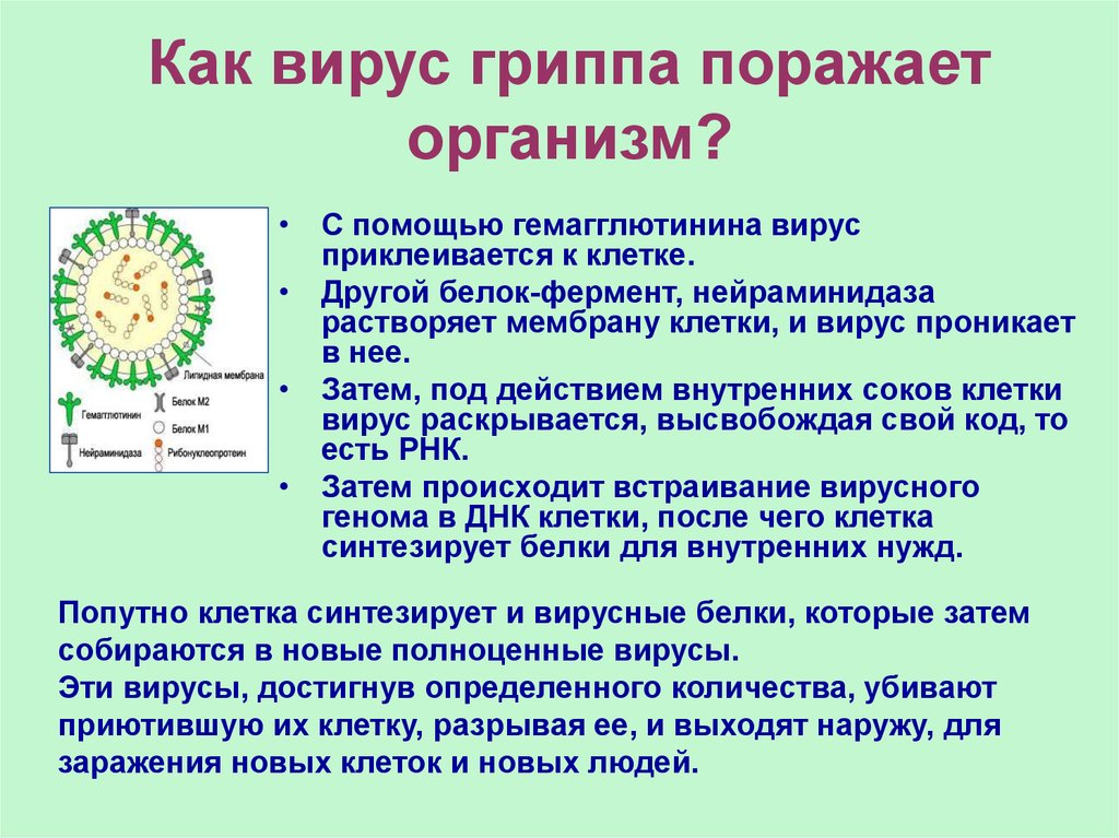 Убивают ли вирусы. Механизм действия вируса гриппа в организме человека. Что поражает вирус гриппа. Клетка вируса гриппа. На что действует вирус гриппа.