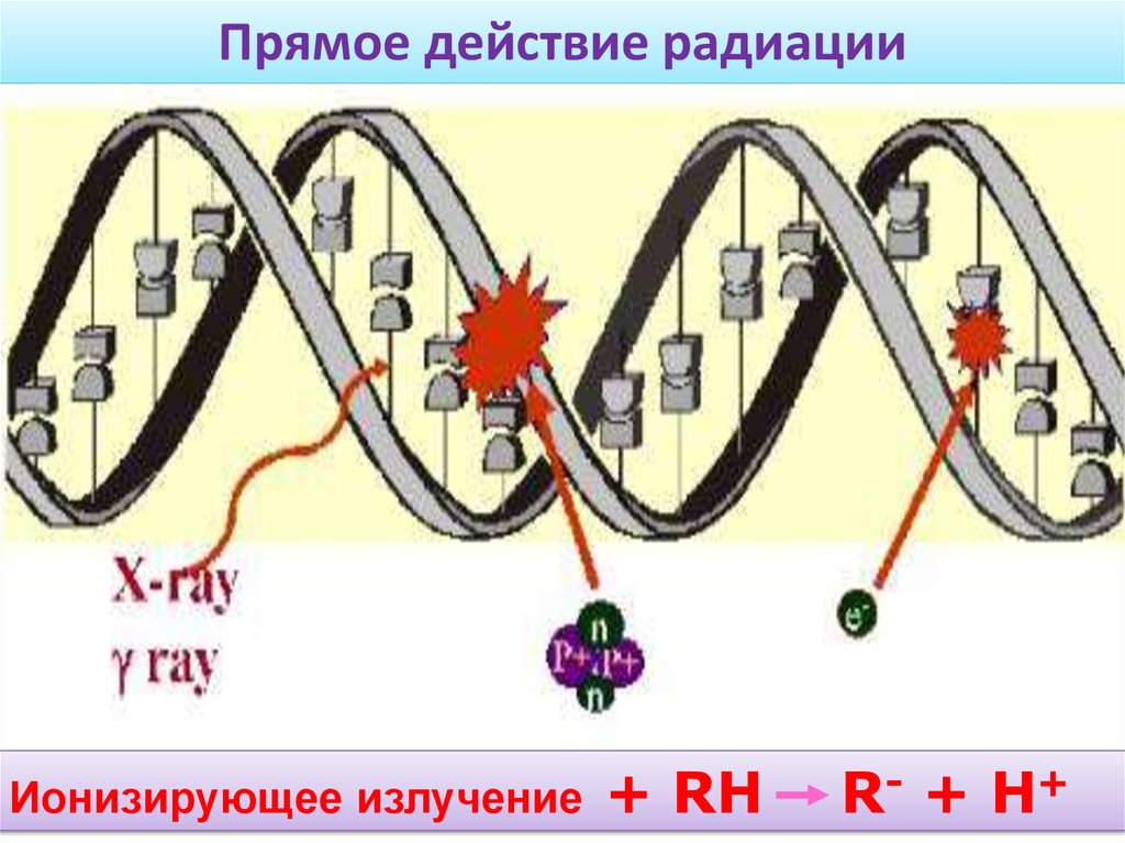 Прямое действие. Прямое действие ионизирующих излучений. Прямое действие ионизирующего излучения. Прямое и косвенное действие ионизирующего излучения. Прямое действие радиации.