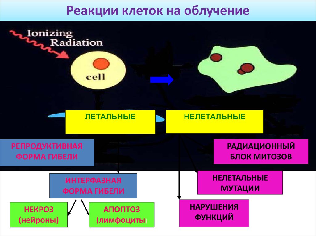 Реакция организма клетки на. Реакции клеток на облучение. Реакция клеток на ионизирующее излучение. Реакции клеток на облучение формы лучевой гибели клеток. Форма радиационной гибели клетки.