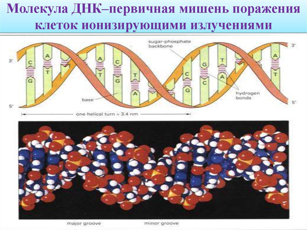 Молекула ДНК–первичная мишень поражения клеток ионизирующими излучениями