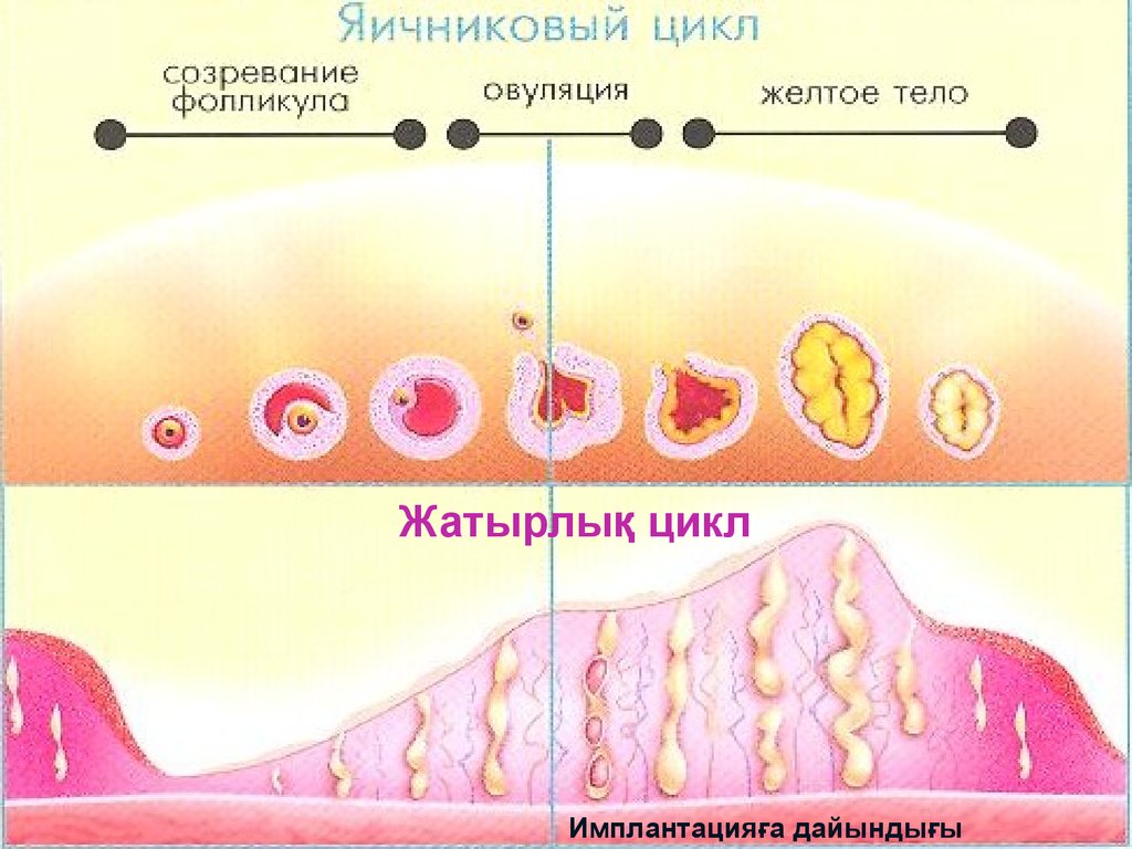 Цикл яичников. Фазы маточного менструального цикла. Фазы яичникового менструального цикла. Фазы маточного менструационного цикла. Яичниковый и маточный цикл.