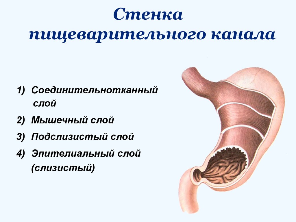 Общий план строения пищеварительного канала