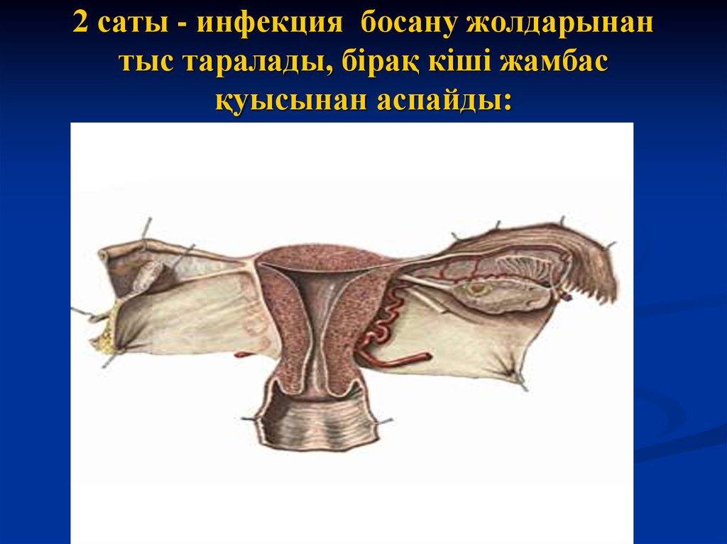 Тар жамбас презентация