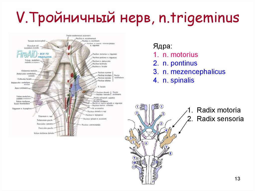 Ядра черепных нервов расположены. Проекция ядер черепных нервов анатомия. 5 Пара черепных нервов схема. Тройничный нерв анатомия схема ядра. Расположение ядер черепных нервов схема.