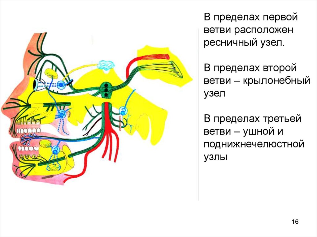 Расположены ветви. Крылонебный ганглий. Крылонебный нерв анатомия. Крылонебный узел. Вегетативные узлы головы анатомия.