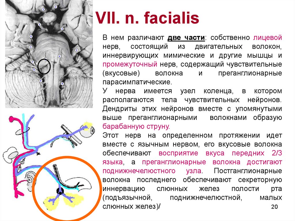 Волокна лицевого нерва. Двигательные волокна лицевого нерва. Чувствительные волокна лицевого нерва. Двигательные волокна лицевого нерва иннервируют. Парасимпатические волокна лицевого нерва.