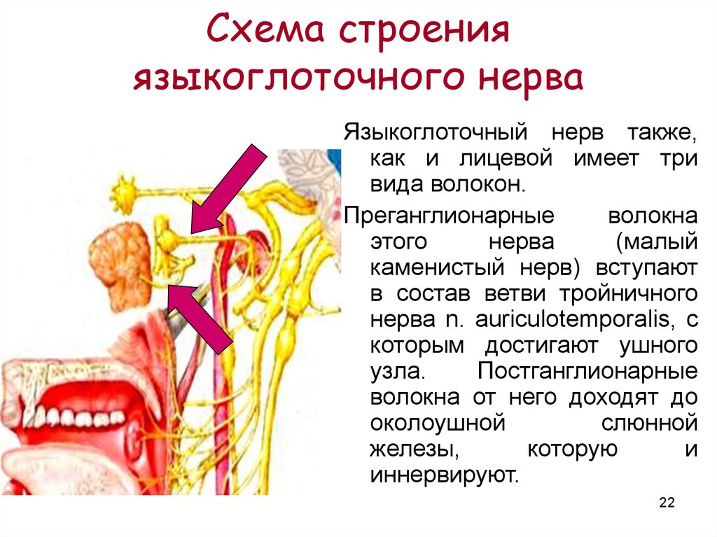 Лицевой языкоглоточный нерв. Иннервация языкоглоточного нерва схема. Парасимпатическая иннервация языкоглоточного нерва. Зона иннервации языкоглоточного нерва. Вегетативная иннервация языкоглоточного нерва.