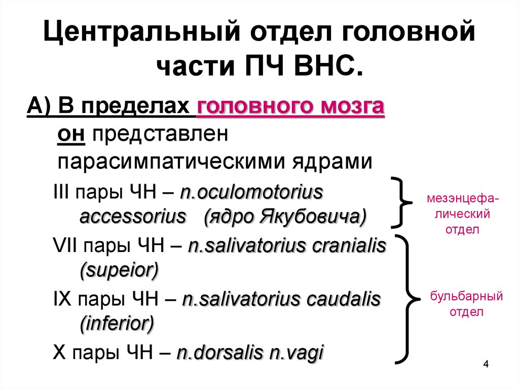 Функциональная анатомия вегетативной нервной системы презентация