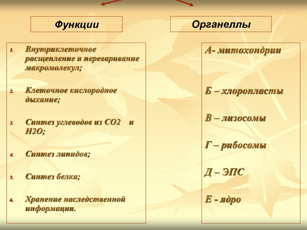 Вещество основа. Внутриклеточное расщепление и переваривание макромолекул. Внутриклеточное расщепление и переваривание полимеров. Функции митохондрии Синтез жиров Синтез углеводов. Внутриклеточное пищеварение и расщепление молекул.