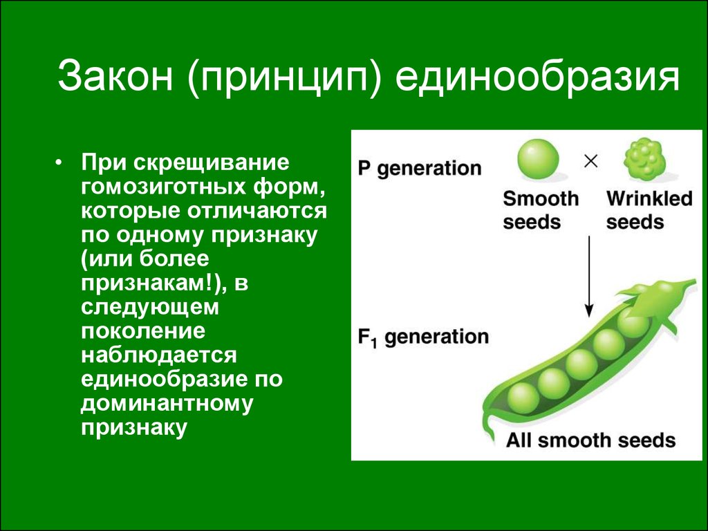 Расщепление гороха. Принцип единообразия. Единообразие пример. Горох Менделя. Принцип единообразия примеры.