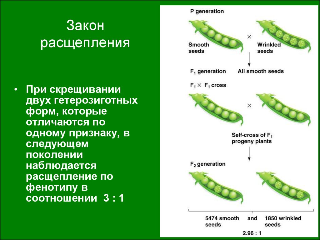 Скрещивание чистых линий гороха. Горох Менделя. Расщепление 3 к 1 наблюдается при скрещивании. Насыщающее скрещивание. Схема расщепления по признаку пола у человека.