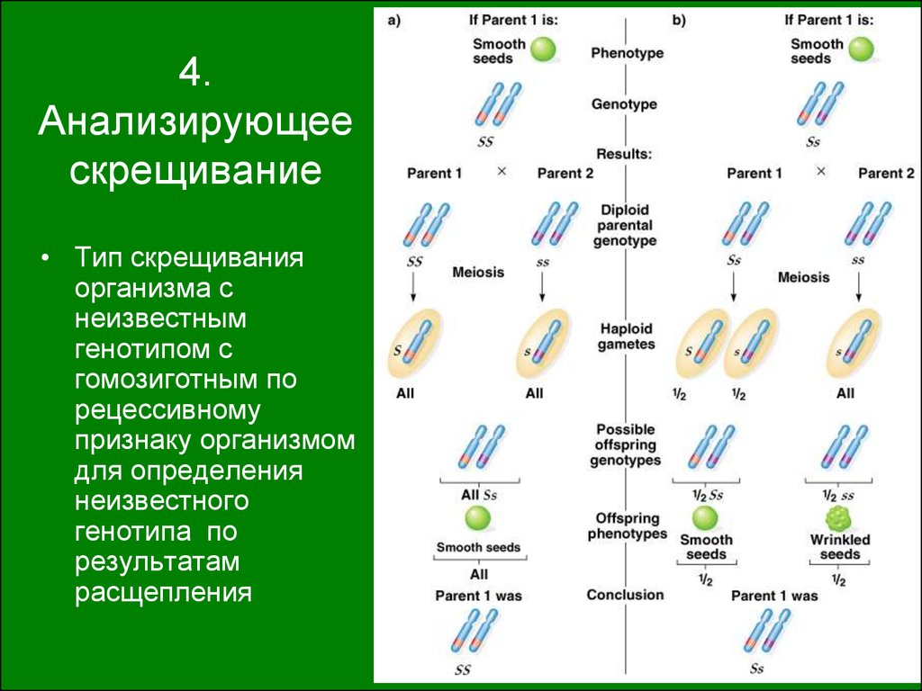 Записать гомозиготный рецессивный организм. Типы скрещивания. Типы скрещивание генетика. Виды скрещивания в генетике. Классификация видов скрещивания.