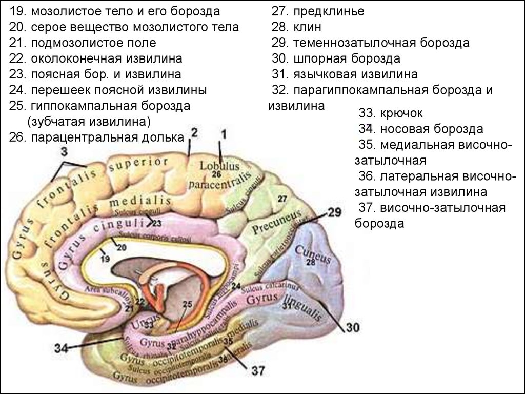 book organized crime a